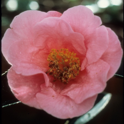 Double Bowl (Lianrui)